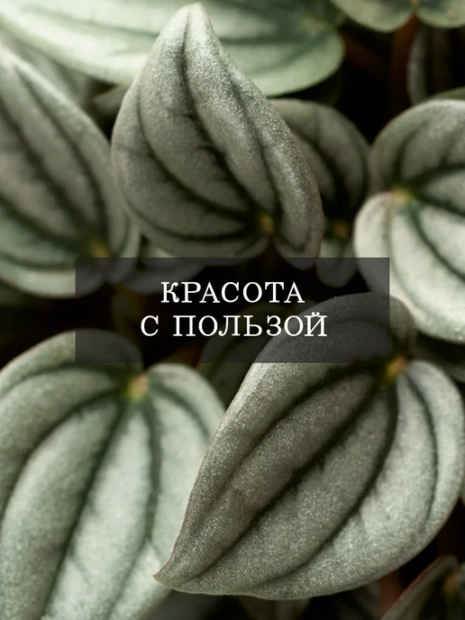 ZELE Пеперомия Санторини комнатное растение, серый, фото 2