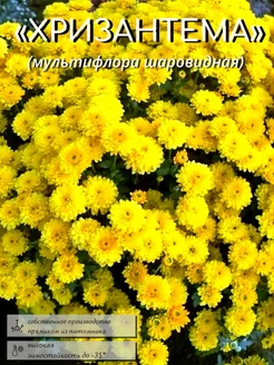 хризантема мультифлора шаровидная желтая ЭРА РОСТА 435353391 купить за 461 ₽ в интернет‑магазине Wildberries