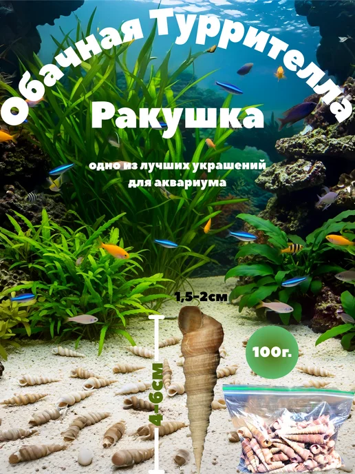 Аквакулинар Ракушки для аквариума обычная Туррителла, коричневый