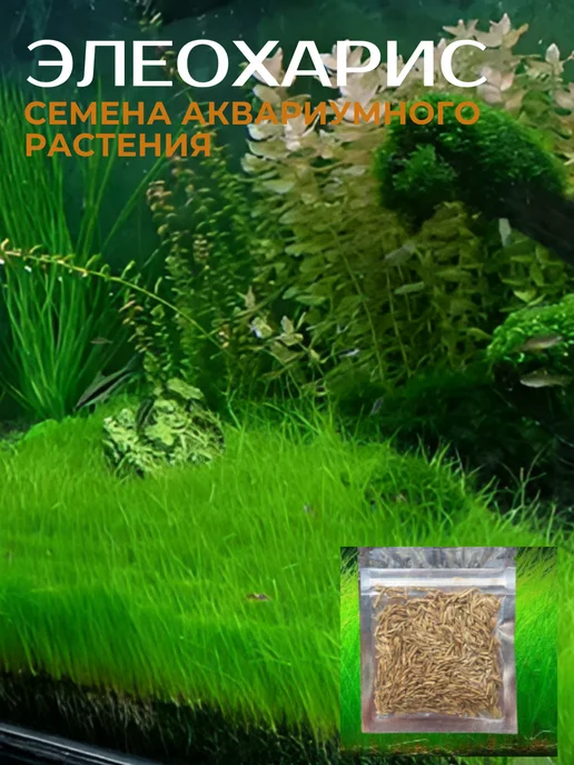 Семена растений элеохарис, вариант
