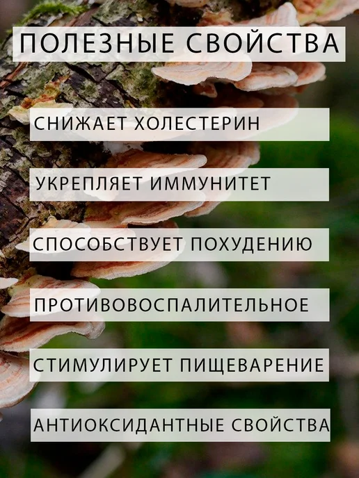 Дерево Любви Грибы муэр, вариант, фото 2