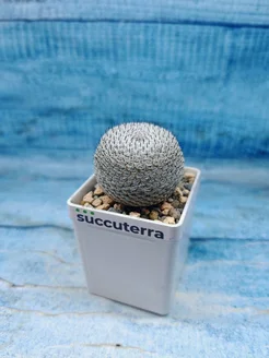Succuterra Кактус Mammillaria microthele superfina (Маммилярия)