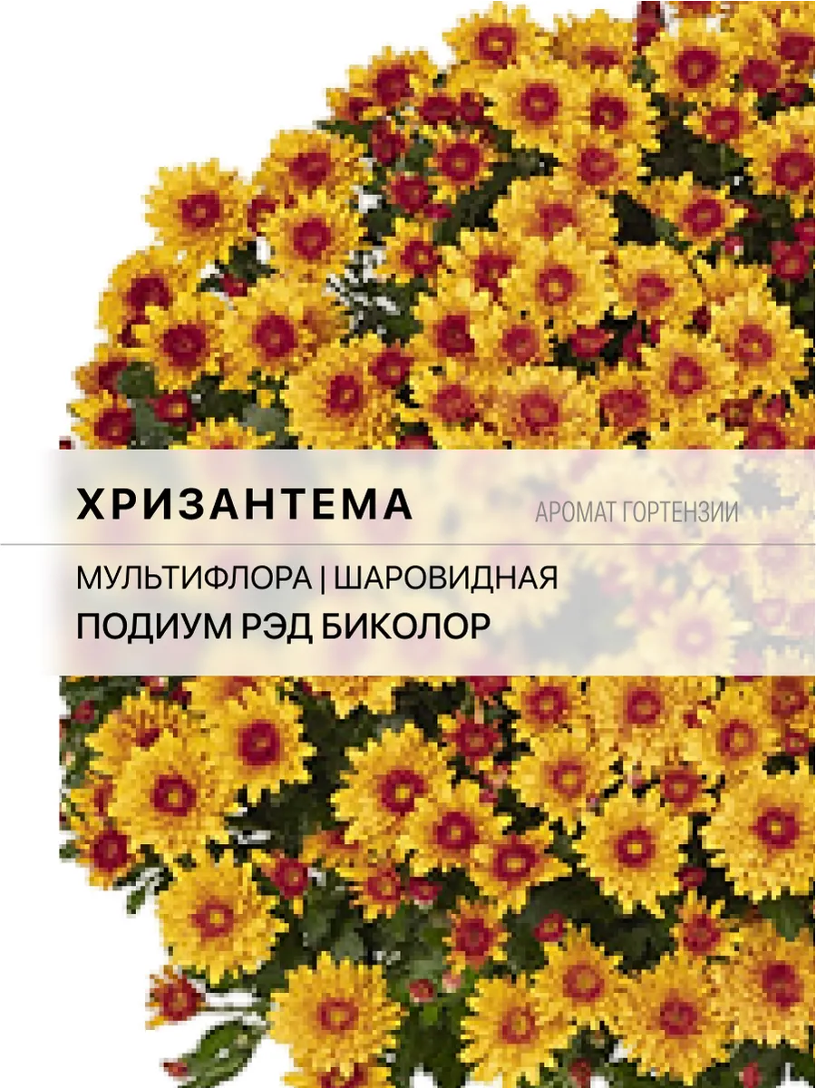 Хризантема П7 Подиум Ред