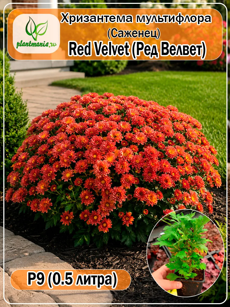 Хризантема Red Velvet P9