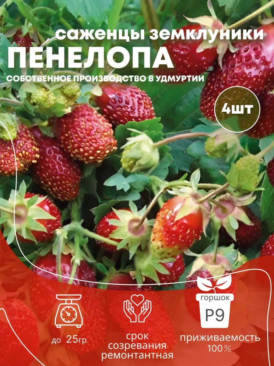 Саженцы рассада клубники Пенелопа, 4 шт.