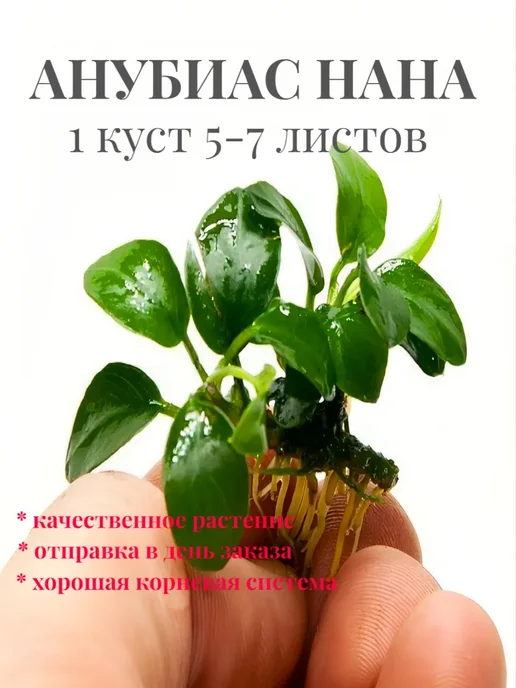 Aqua_Plants Анубиас нана (1 куст).Живое растение для аквариума, зеленый