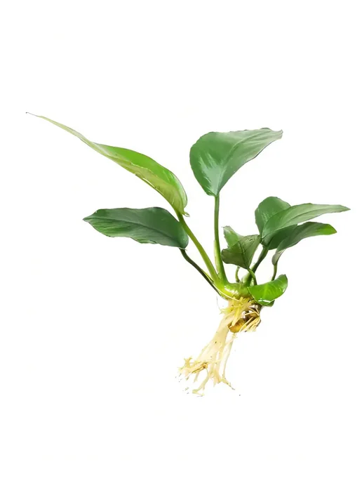 Aqua_Plants Анубиас нана (1 куст).Живое растение для аквариума, зеленый, фото 2