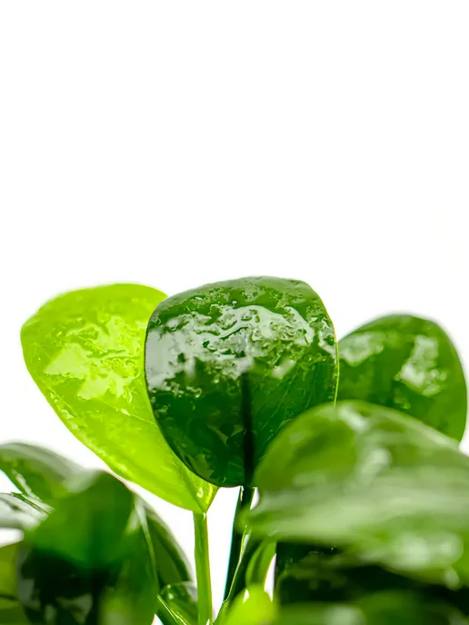 Aqua_Plants Анубиас нана (1 куст).Живое растение для аквариума, зеленый, фото 3