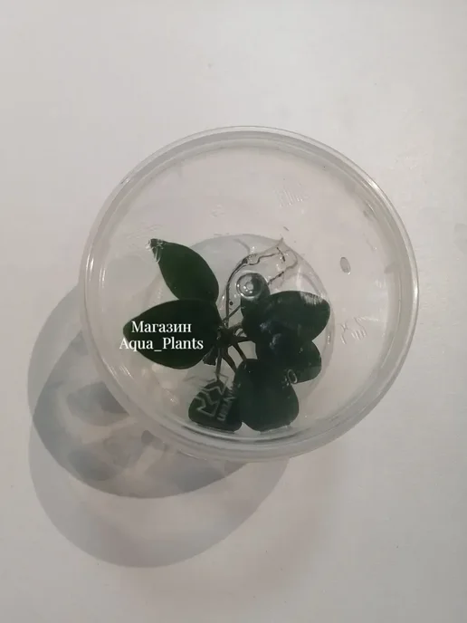Aqua_Plants Анубиас нана (1 куст).Живое растение для аквариума, зеленый, фото 4
