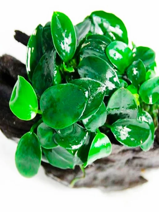 Aqua_Plants Анубиас нана (1 куст).Живое растение для аквариума, зеленый, фото 5