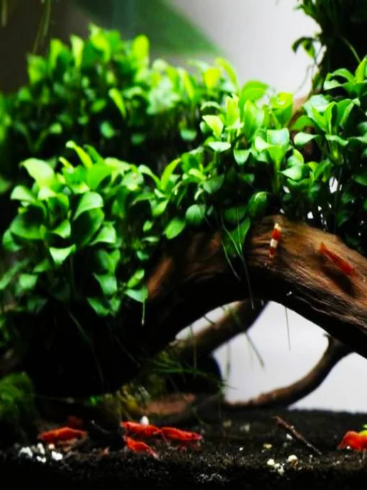 Aqua_Plants Анубиас нана (1 куст).Живое растение для аквариума, зеленый, фото 6