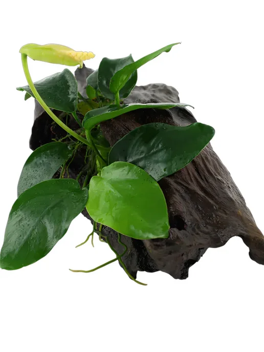 Aqua_Plants Анубиас нана (1 куст).Живое растение для аквариума, зеленый, фото 7