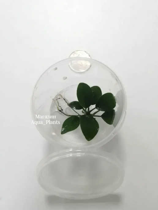 Aqua_Plants Анубиас нана (1 куст).Живое растение для аквариума, зеленый, фото 8