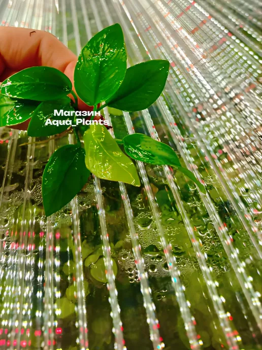 Aqua_Plants Анубиас нана золотой(нана голд)Живые растения для аквариума, золотой, фото 2