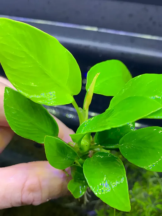 Aqua_Plants Анубиас нана золотой(нана голд)Живые растения для аквариума, золотой, фото 3
