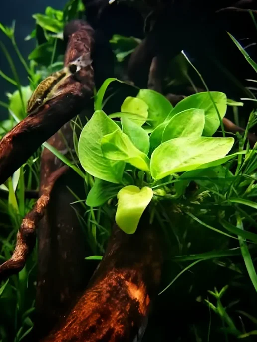 Aqua_Plants Анубиас нана золотой(нана голд)Живые растения для аквариума, золотой, фото 4