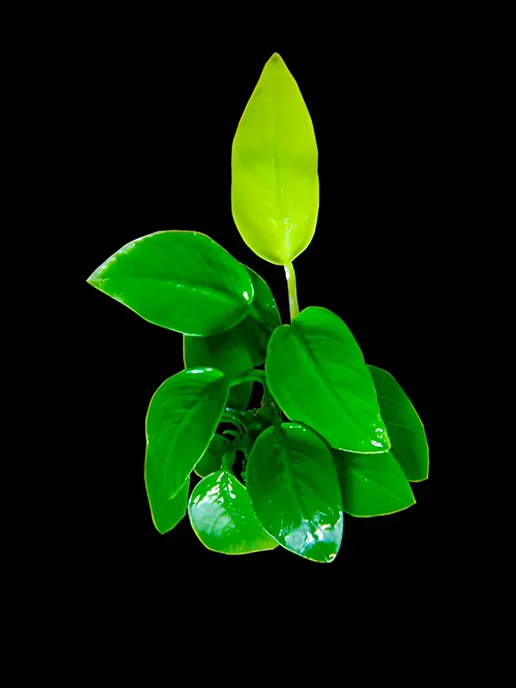Aqua_Plants Анубиас нана золотой(нана голд)Живые растения для аквариума, золотой, фото 5