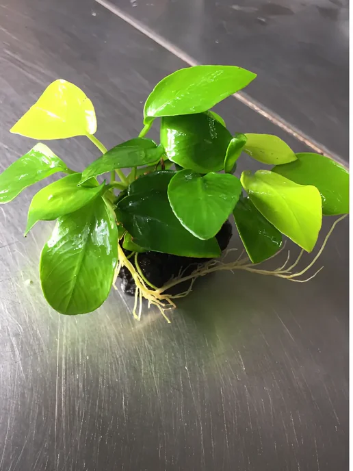Aqua_Plants Анубиас нана золотой(нана голд)Живые растения для аквариума, золотой, фото 6