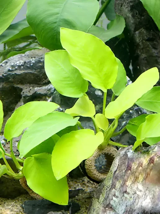 Aqua_Plants Анубиас нана золотой(нана голд)Живые растения для аквариума, золотой, фото 7