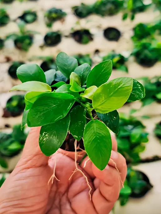 Aqua_Plants Анубиас нана золотой(нана голд)Живые растения для аквариума, золотой, фото 8