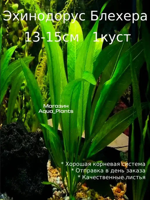 Aqua_Plants Эхинодорус Блехера (1 куст). Живое аквариумное растение, зеленый