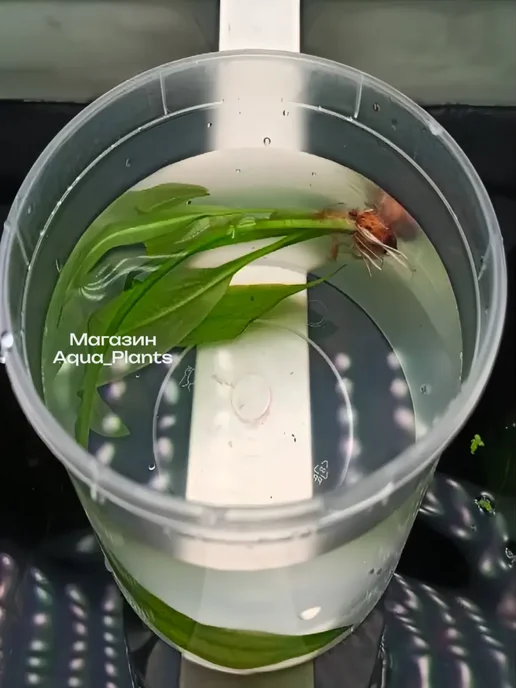 Aqua_Plants Эхинодорус Блехера (1 куст). Живое аквариумное растение, зеленый, фото 2