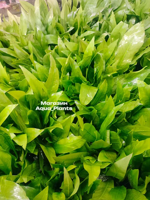 Aqua_Plants Эхинодорус Блехера (1 куст). Живое аквариумное растение, зеленый, фото 3