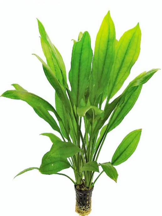 Aqua_Plants Эхинодорус Блехера (1 куст). Живое аквариумное растение, зеленый, фото 4
