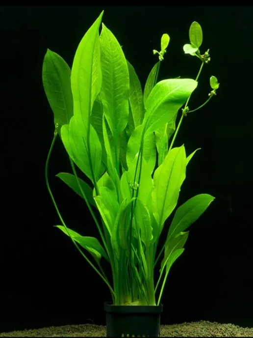 Aqua_Plants Эхинодорус Блехера (1 куст). Живое аквариумное растение, зеленый, фото 5