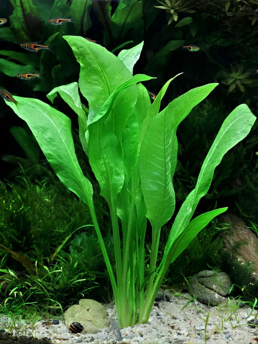 Aqua_Plants Эхинодорус Блехера (1 куст). Живое аквариумное растение, зеленый, фото 6