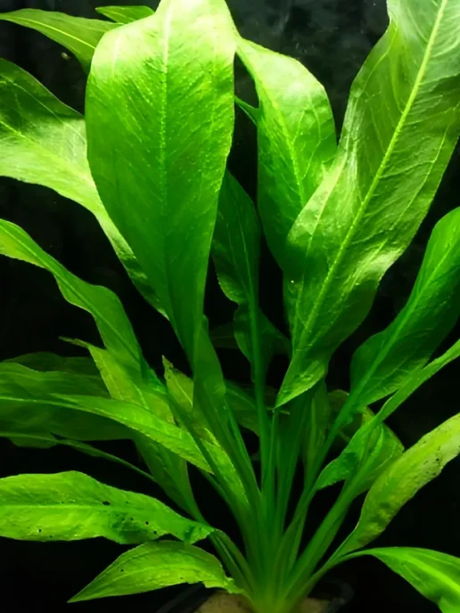 Aqua_Plants Эхинодорус Блехера (1 куст). Живое аквариумное растение, зеленый, фото 7