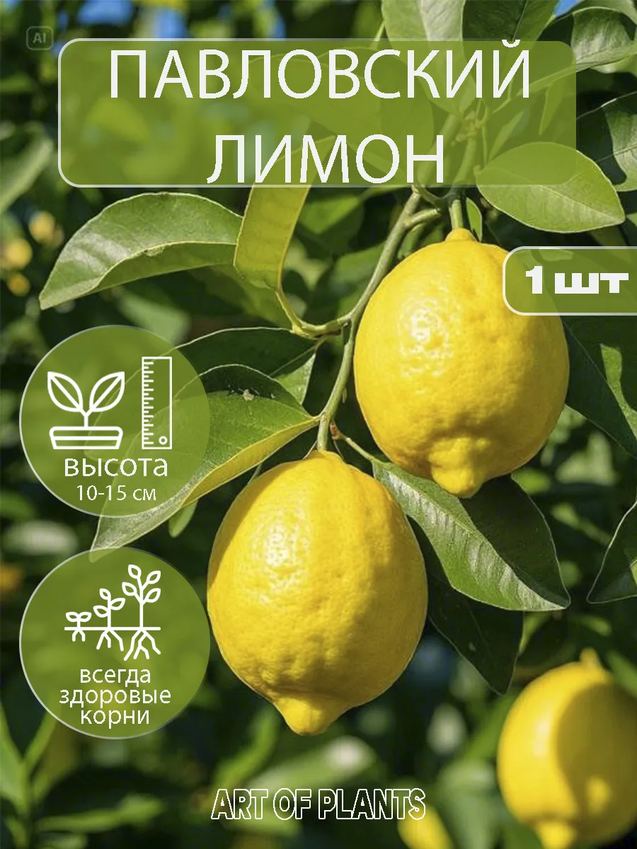 Павловсвкий лимон саженец (ук. черенок)