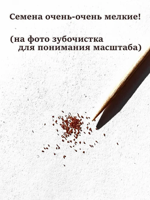 Стильные горшочки Синнингия набор для выращивания, 10 шт, фото 6