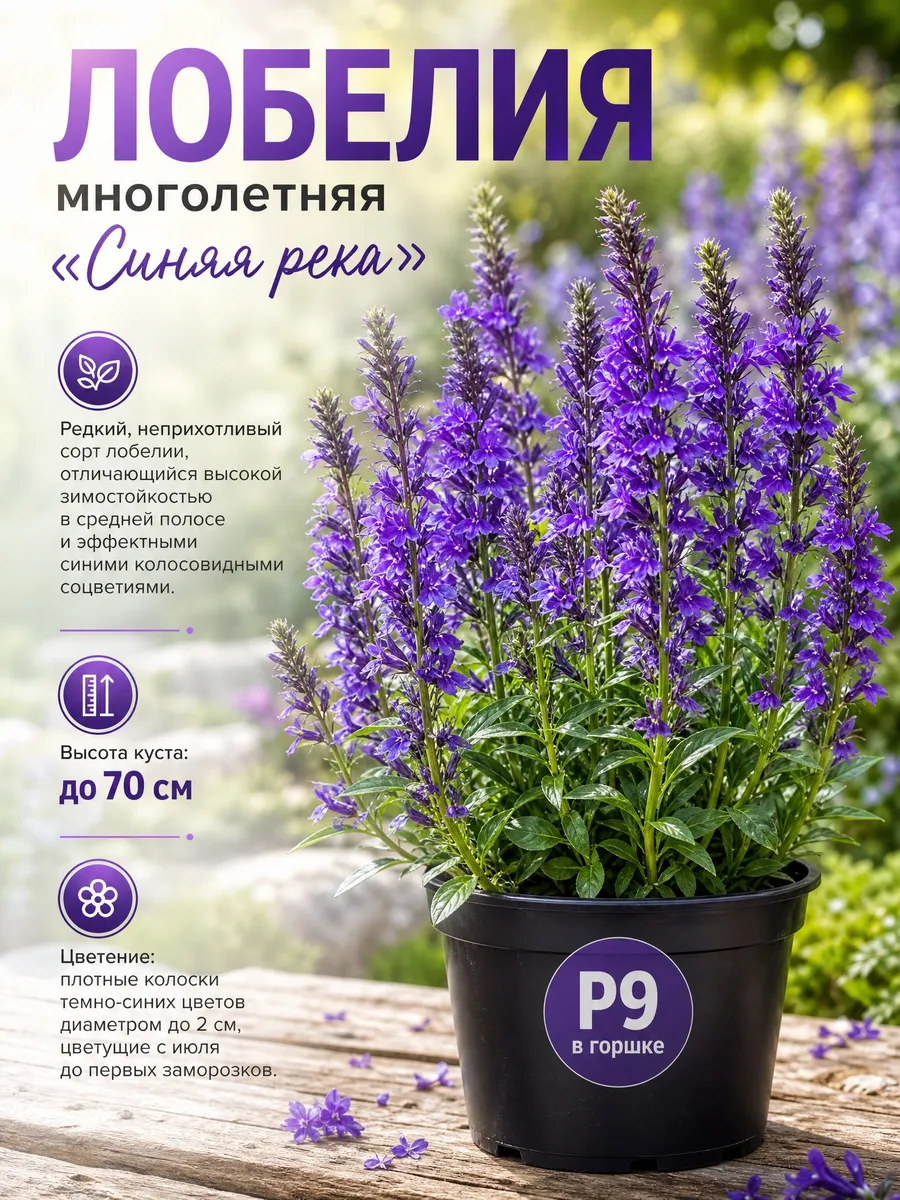 Цветы многолетние для дачи неприхотливые Лобелия многолетняя