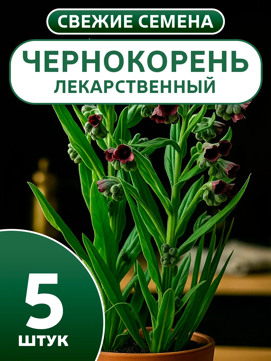 Семена чернокорня для выращивания