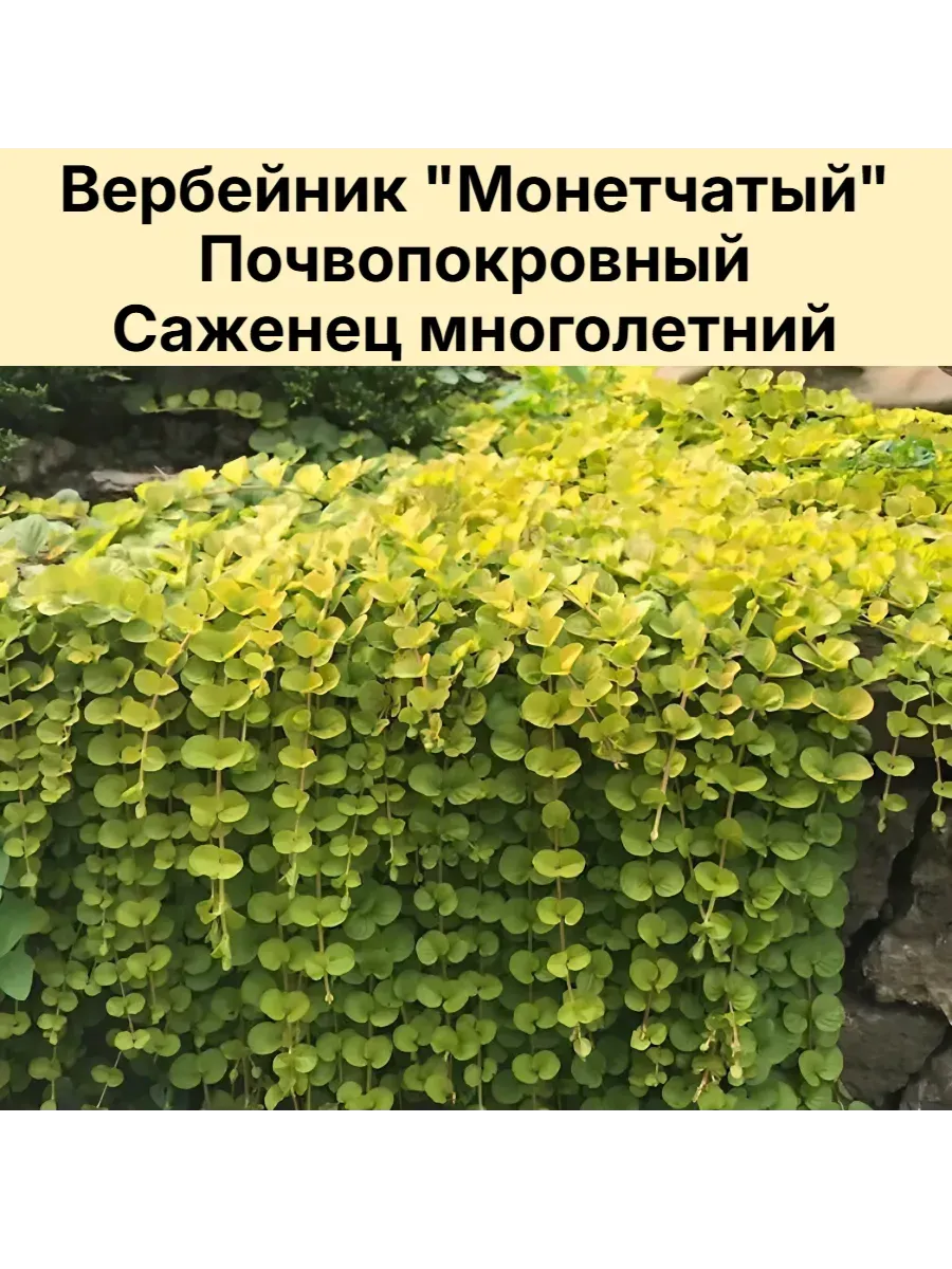 Вербейник монетчатый почвопокровный Саженец многолетний 1шт
