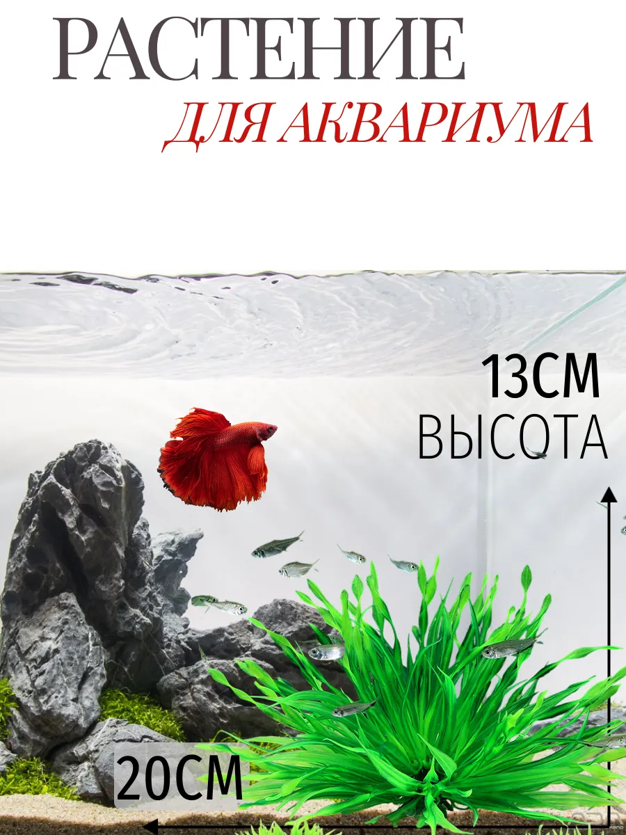 Растения для аквариума