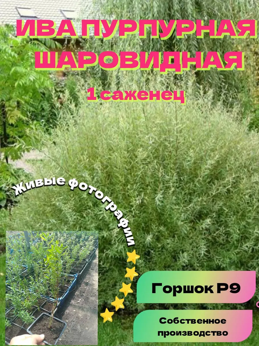 Ива пурпурная шаровидная саженец 1 шт