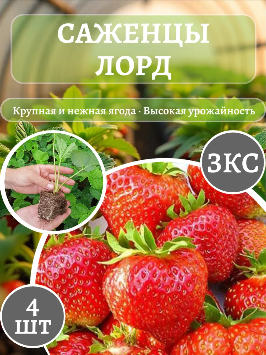 Саженцы клубники Лорд Рассада ЗКС