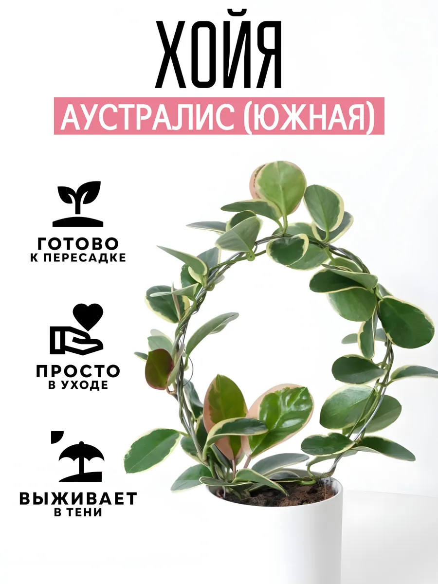 Хойя Аустралис комнатное растение