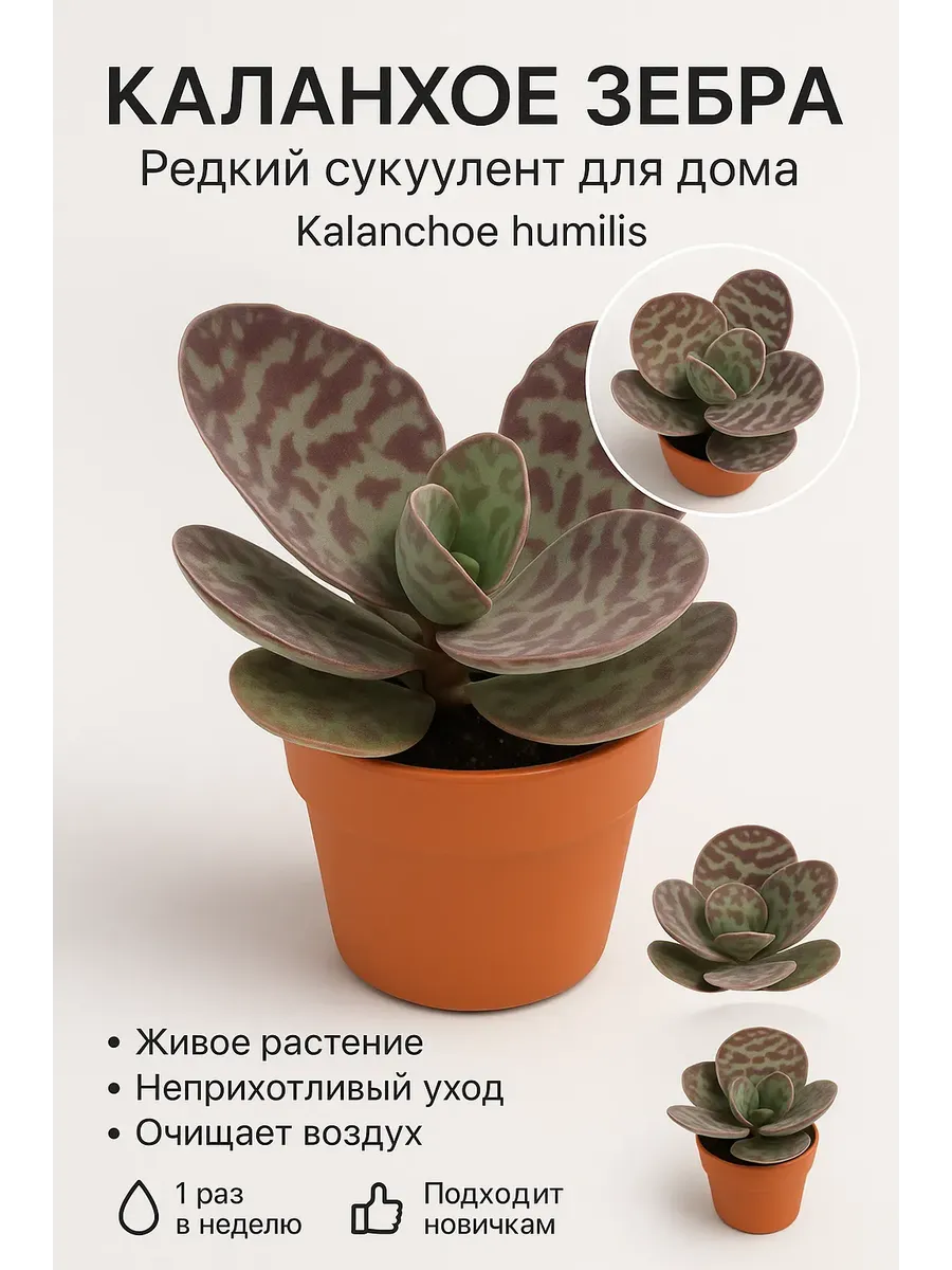Каланхое Зебра цветок суккулент живой для дома