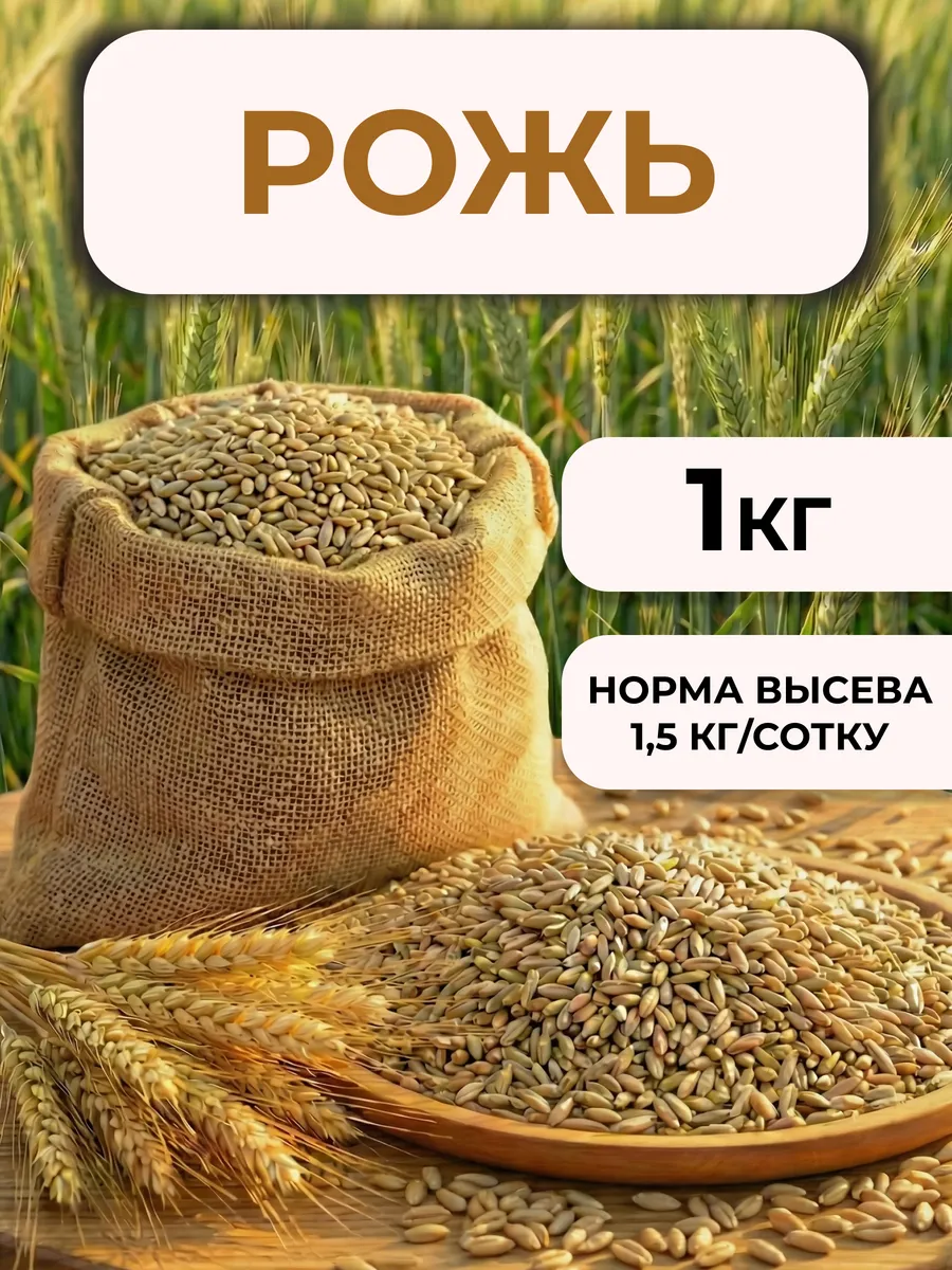 Рожь для посева сидерат 1кг