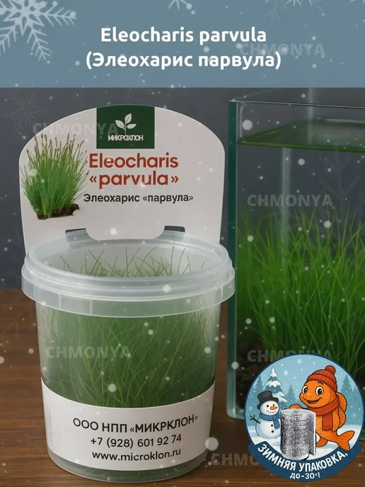 Элеохарис Парвула меристемное растение, зеленый