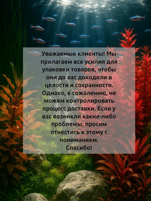 Элеохарис Парвула меристемное растение, зеленый, фото 5