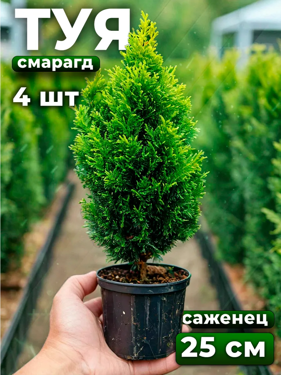 Туя саженец морозостойкая Смарагд 4шт 2 года