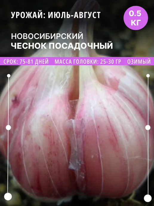 ФлораЛэнд Чеснок на посадку Новосибирский озимый, 0.5 кг луковицы, 500 г