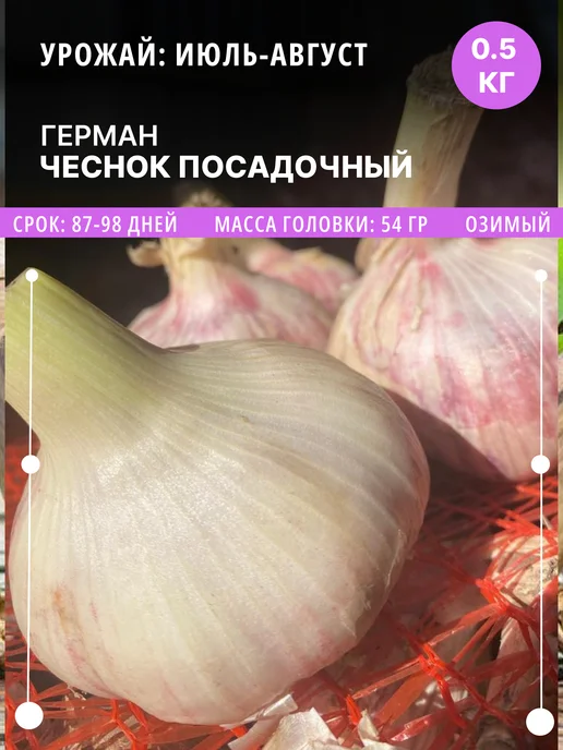 ФлораЛэнд Чеснок на посадку Герман озимый, 0.5 кг луковицы, 500 г