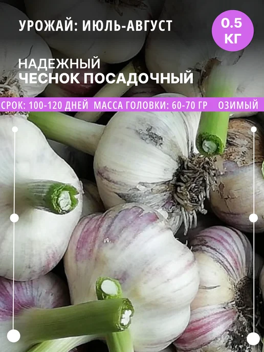 ФлораЛэнд Чеснок на посадку Надежный озимый, 0.5 кг луковицы, 500 г