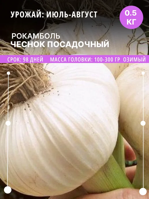 ФлораЛэнд Чеснок на посадку Рокамболь озимый, 0.5 кг луковицы, 500 г