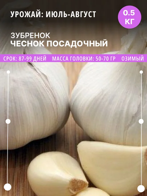 ФлораЛэнд Чеснок на посадку Зубренок озимый, 0.5 кг луковицы, 500 г